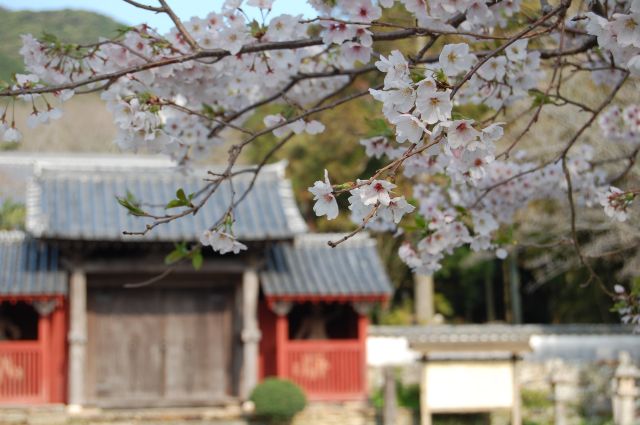 万松院の桜2