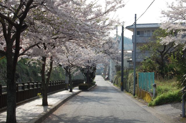桜並木3