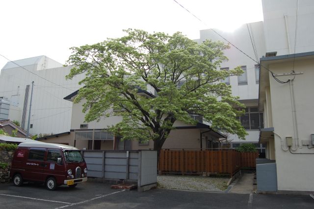 ヒトツバタゴ1