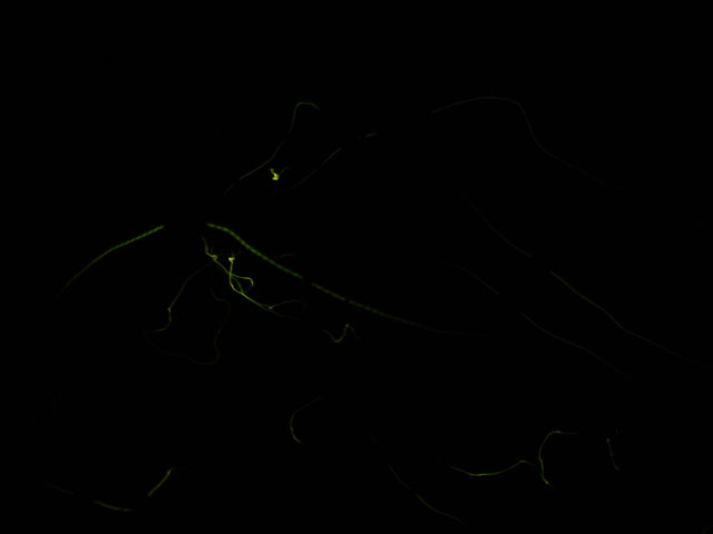 ゲンジボタル03