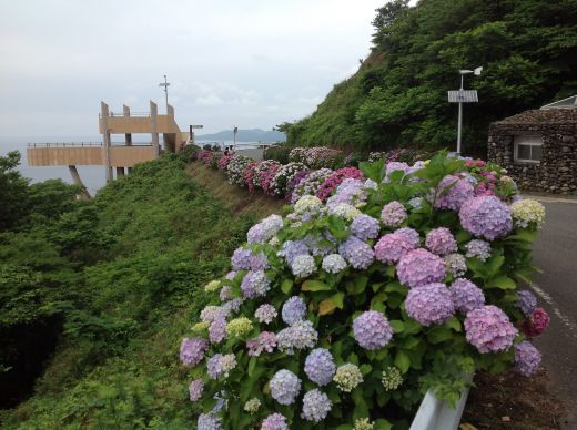 あじさい祭