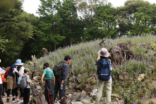 城山ダンギク