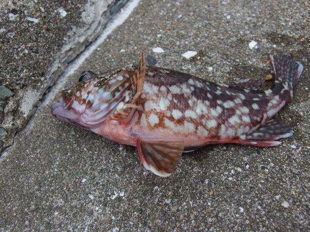 カサゴ