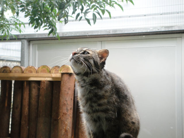 ツシマヤマネコ