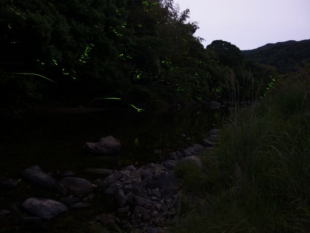 上山地区・ゲンジボタル01