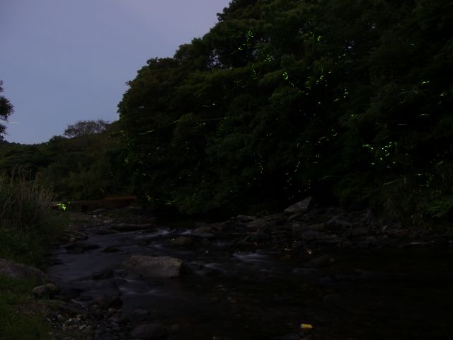 上山地区・ゲンジボタル02