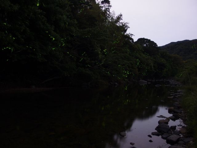 上山地区・ゲンジボタル03