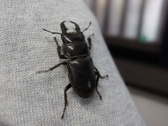 ヒラタクワガタ?