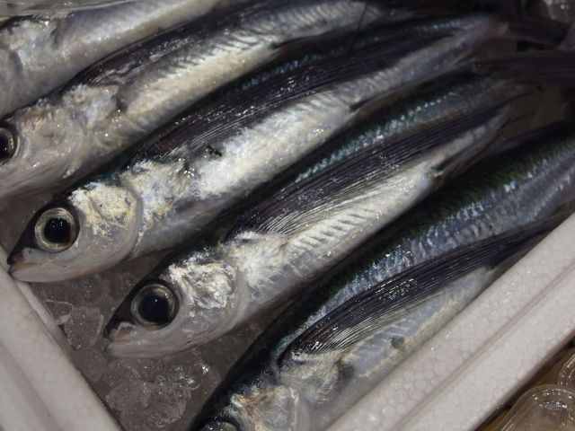 トビウオ1