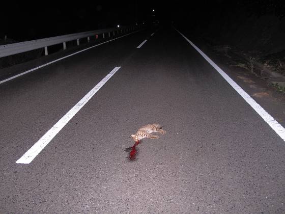 ツシマヤマネコの交通事故