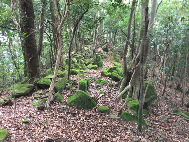 濃緑の登山道