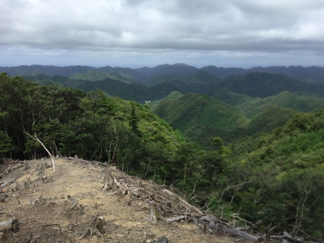 伐採・展望