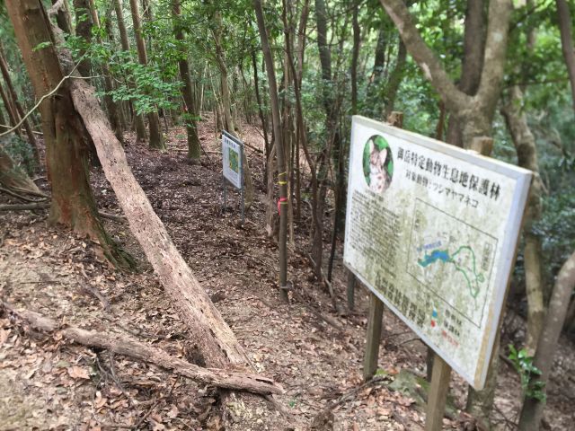政界ルート・ヤマネコ看板