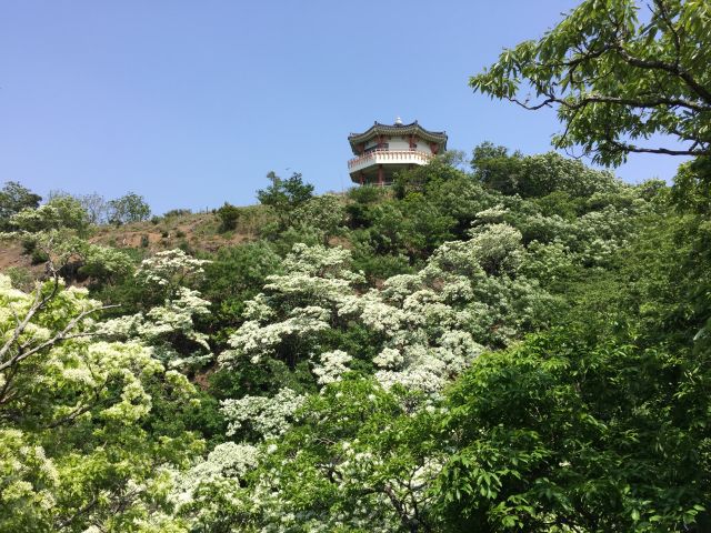 ヒトツバタゴまつり