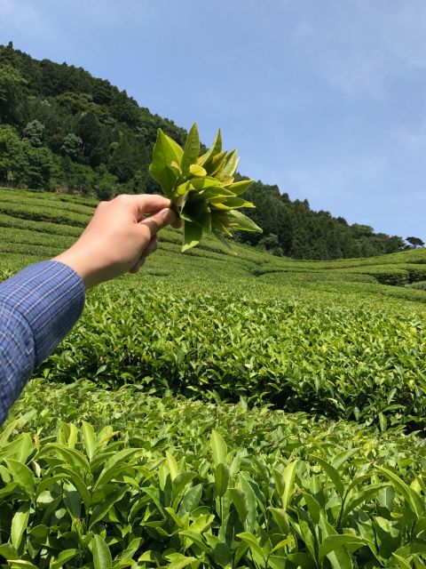 佐護・紅茶農園1