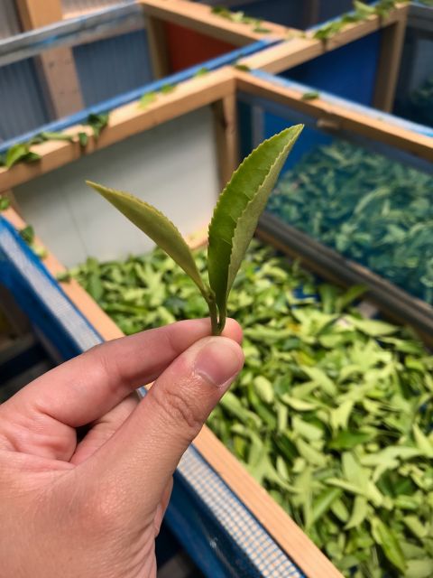佐護・紅茶農園2