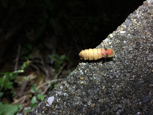 アキマドボタル・メス