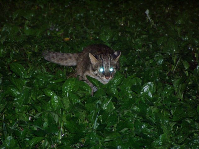 ツシマヤマネコ