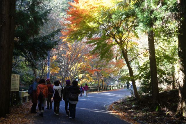 イベント情報 もみじ いちょう鑑賞バスツアー 対馬の秋を楽しむ 一社 対馬観光物産協会ブログ