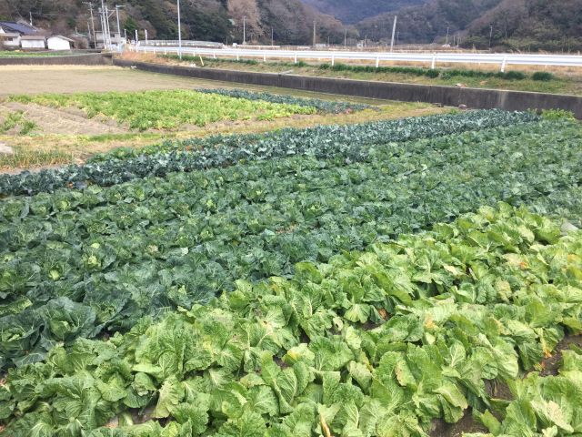 野菜畑