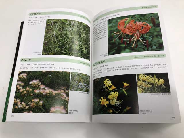 対馬の植物2