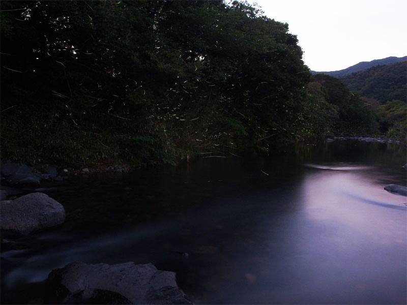 ゲンジボタル・上山地区
