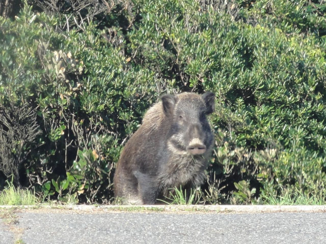 イノシシ