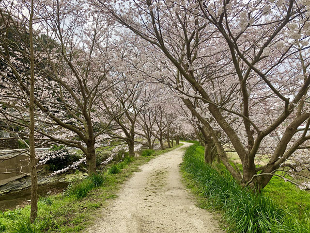 桜