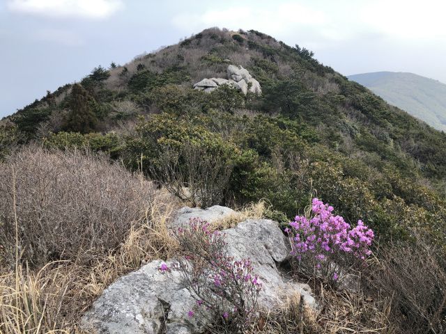 ゲンカイツツジ