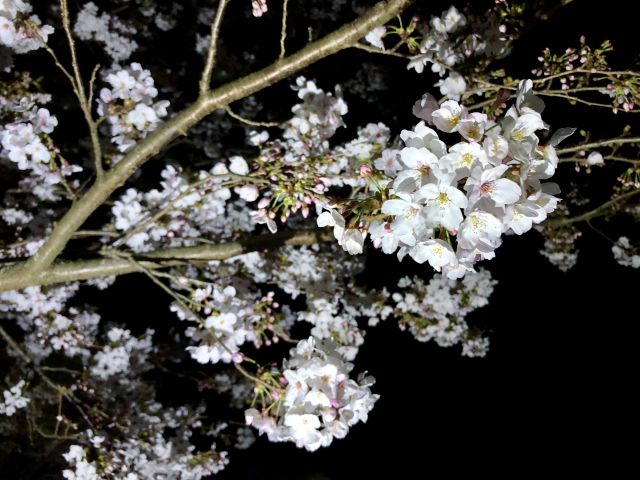 夜の桜