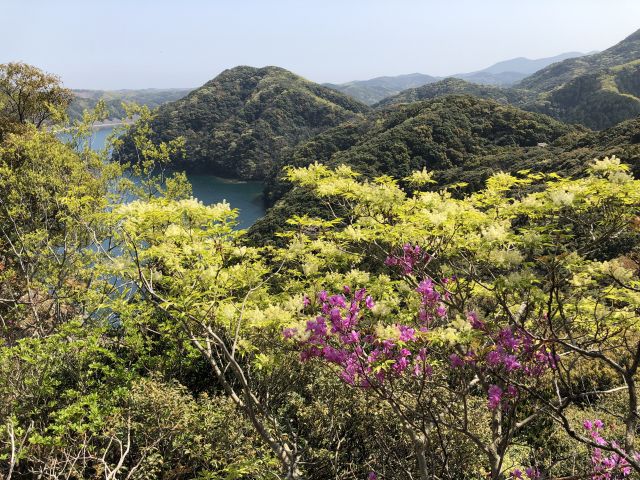 マルバアオダモ・コバノミツバツツジ