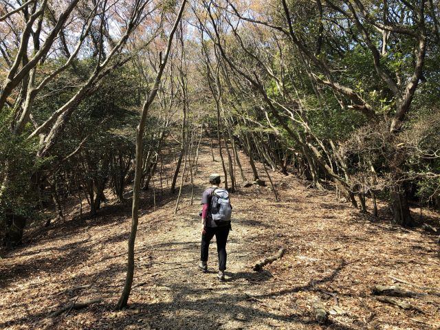 平坦な登山道