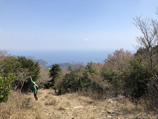 コバノミツバツツジ