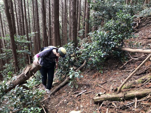 植林・直登