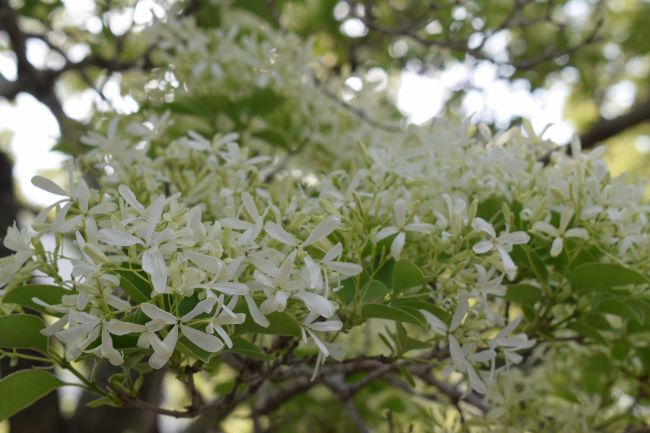 DSC_0169_650.jpg