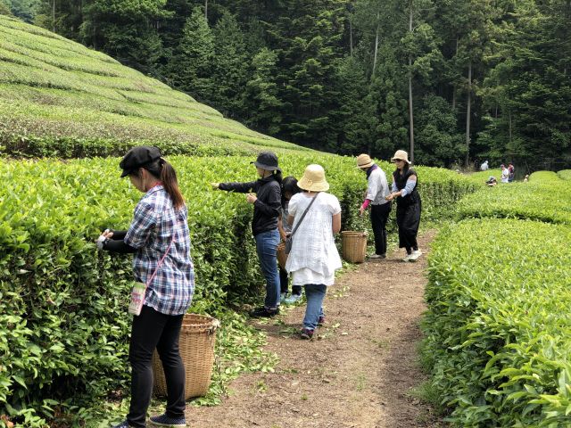 お茶摘み