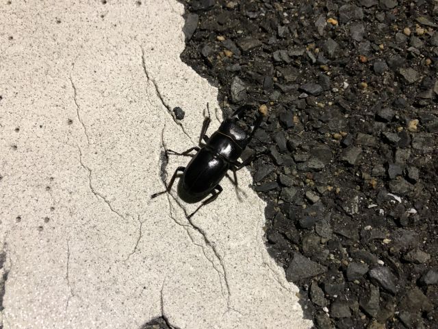ヒラタクワガタ