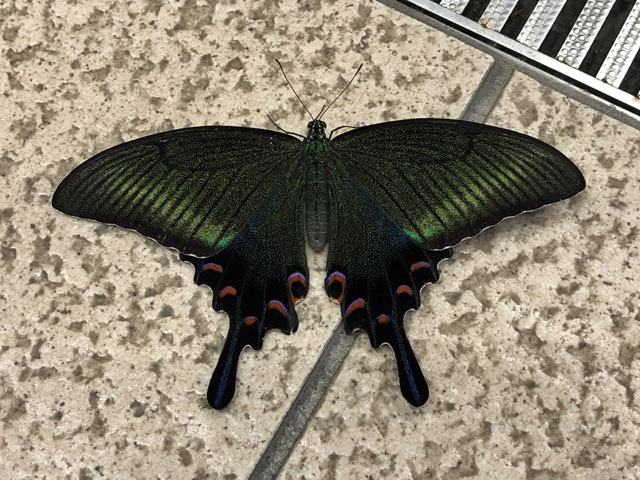 ミヤマカラスアゲハ