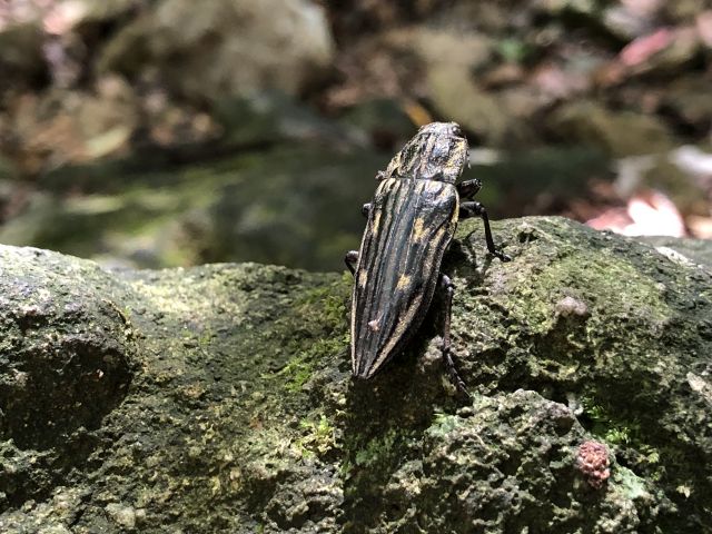 ウバタマムシ