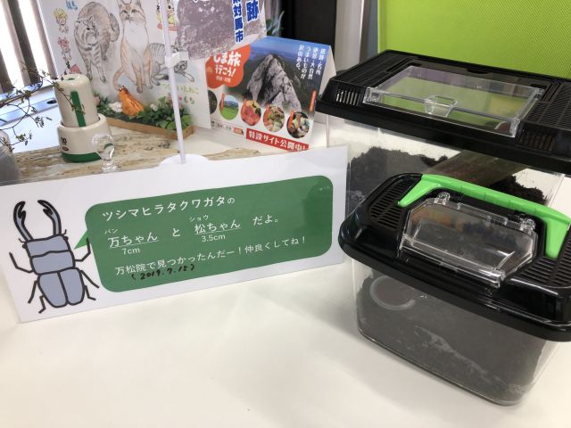 虫かご