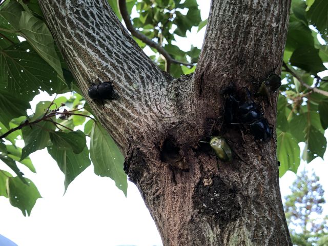 樹液に群がる昆虫たち