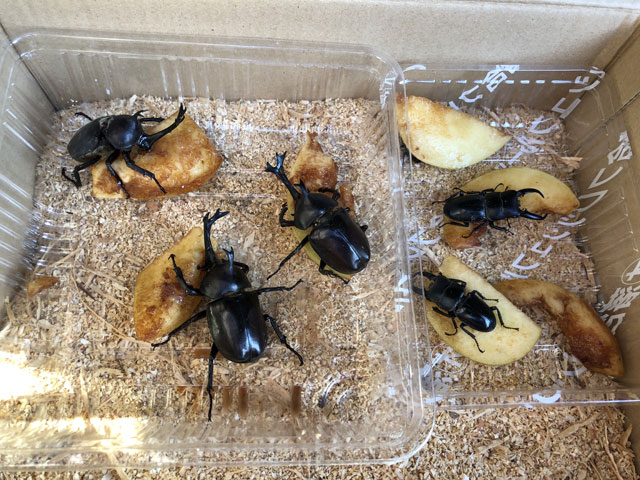 カブトムシ