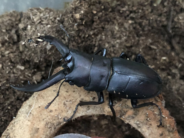 ノコギリクワガタ