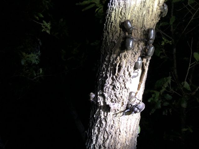 カブトムシ