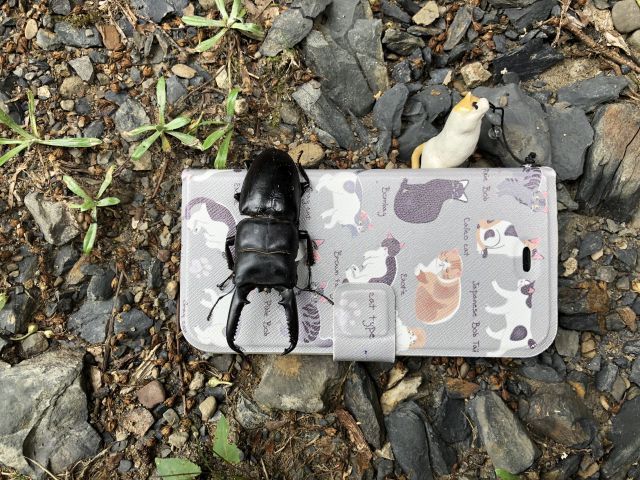 携帯とクワガタ1