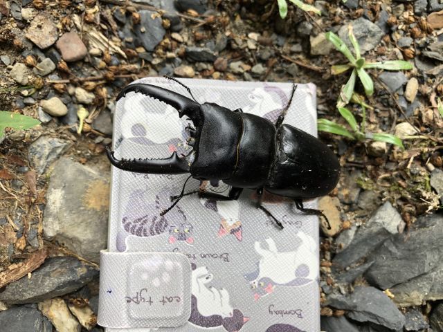 携帯とクワガタ2