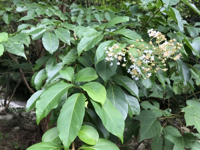 謎の植物1