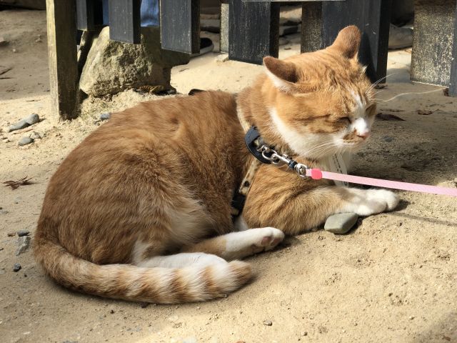 猫城主さんじゅーろー