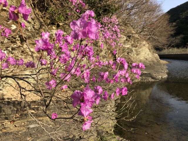 ゲンカイツツジ