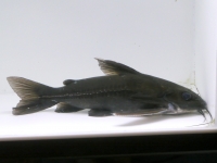 ギニア便　ワイルドＰｏ.ラプエン　ミロ川産　26㎝ほど 2025年最新Yahoo!オークション -ギニア(魚類、水生生物)の中古品